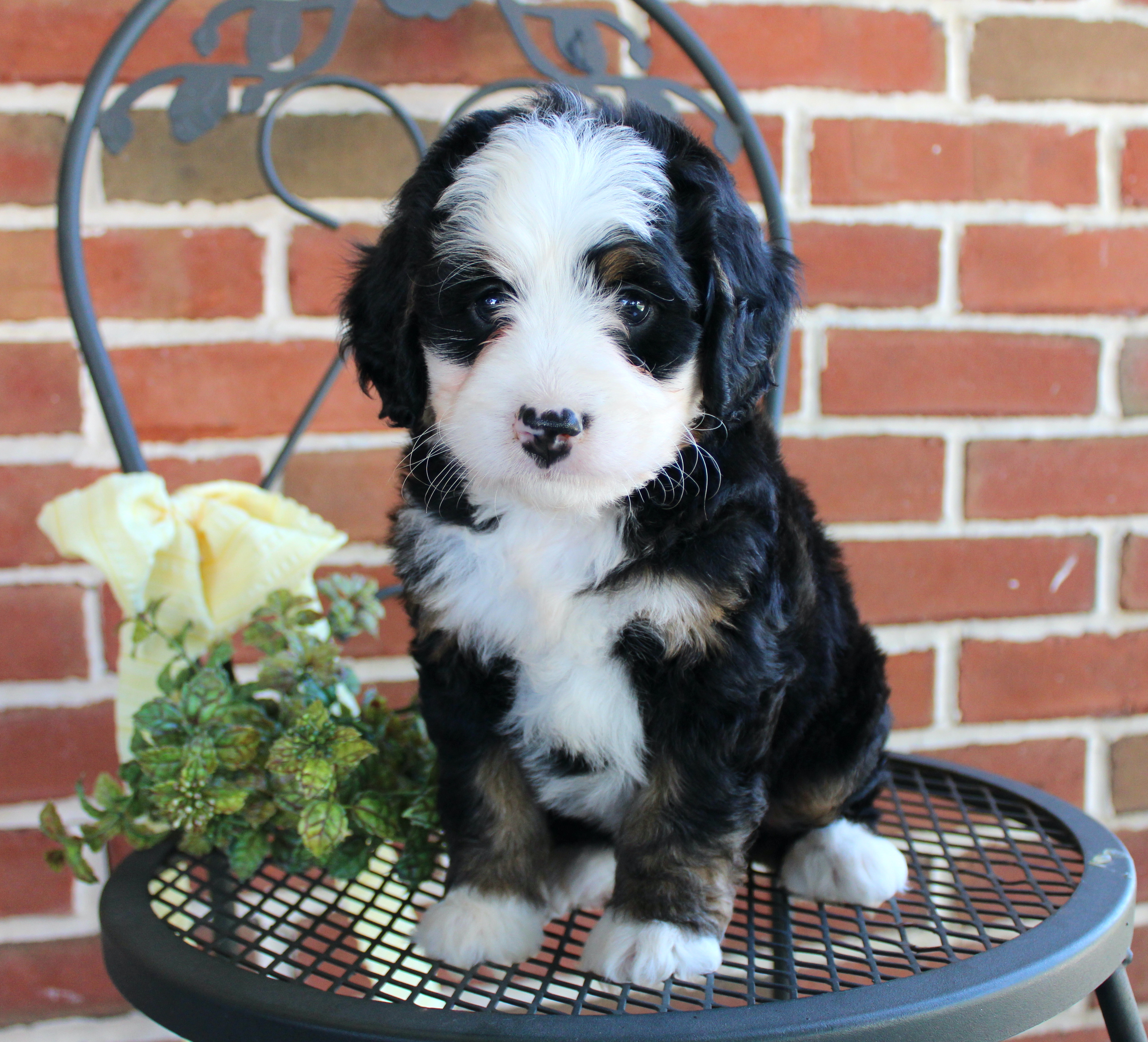 puppy, for, sale, Mini Bernedoodle, Emanuel  Glick, dog, breeder, Bird-In-Hand, PA, dog-breeder, puppy-for-sale, forsale, nearby, find, puppyfind, locator, puppylocator, aca